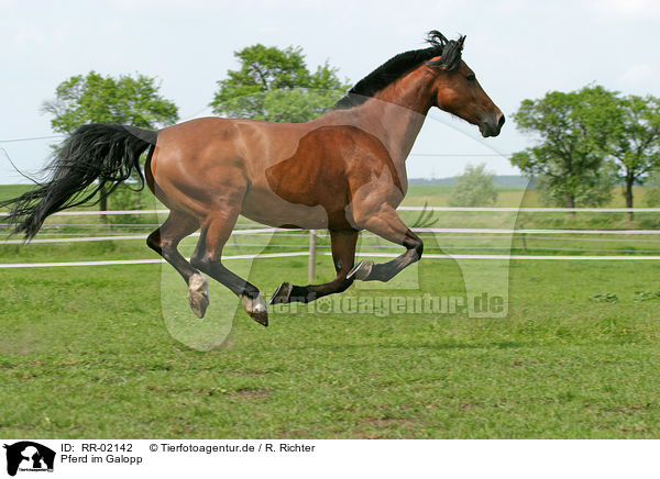 Pferd im Galopp / running horse / RR-02142