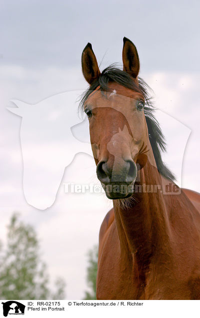 Pferd im Portrait / horse head / RR-02175