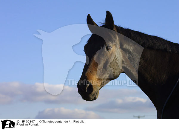 Pferd im Portrait / horsehead / IP-00347