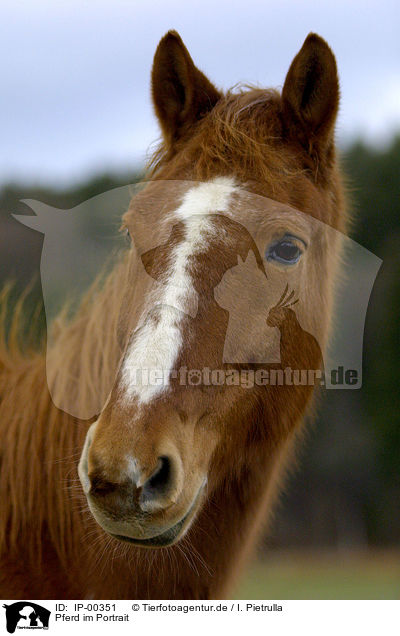 Pferd im Portrait / horsehead / IP-00351