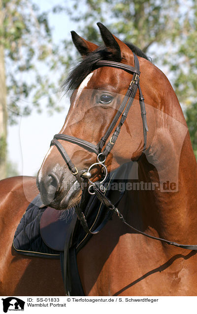 Warmblut Portrait / warmblood portrait / SS-01833