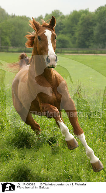Pferd frontal im Galopp / running horse / IP-00383