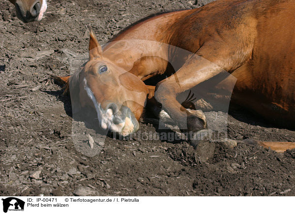 Pferd beim wlzen / IP-00471