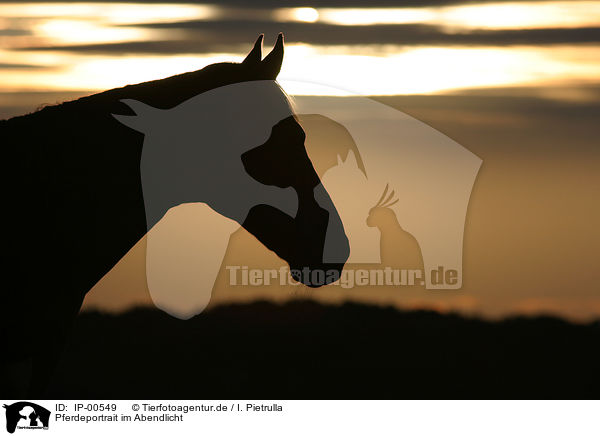 Pferdeportrait im Abendlicht / horse in the evening / IP-00549