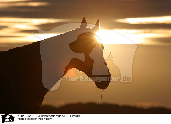 Pferdeportrait im Abendlicht / horse in the evening / IP-00550