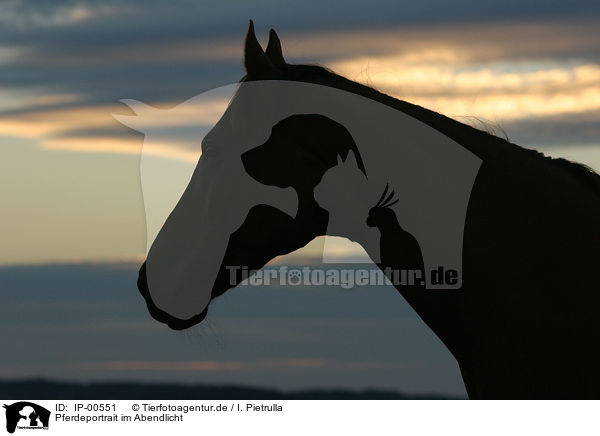 Pferdeportrait im Abendlicht / IP-00551