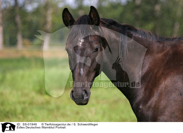 Edles Deutsches Warmblut Portrait / Warmblood portrait / SS-01948