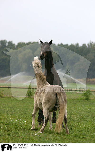 Zwei Pferde / two horses / IP-00562