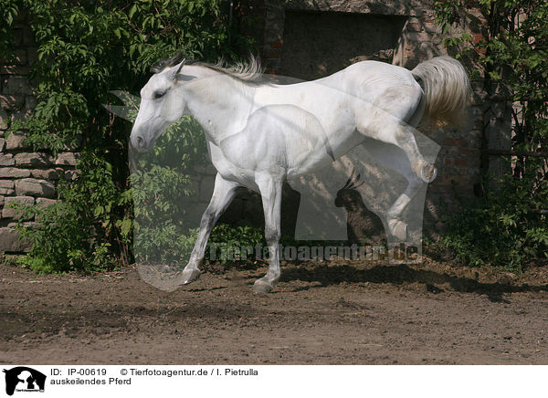 auskeilendes Pferd / kicking horse / IP-00619
