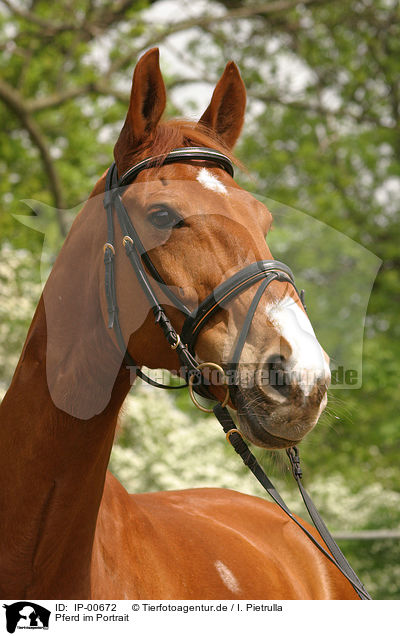 Pferd im Portrait / horsehead / IP-00672