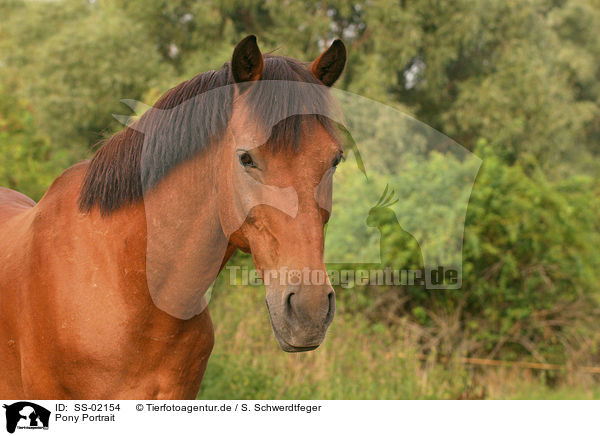 Pony Portrait / pony portrait / SS-02154