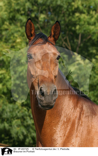 Brauner im Portrait / horsehead / IP-00725
