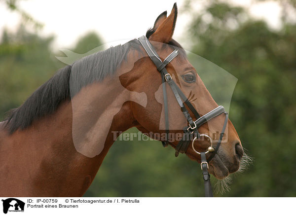 Portrait eines Braunen / brown horse / IP-00759