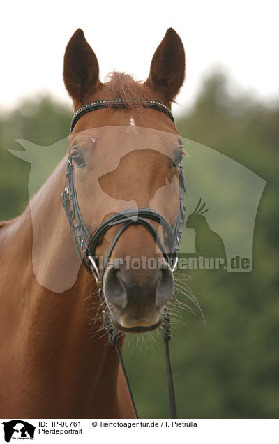 Pferdeportrait / horsehead / IP-00761