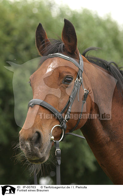 Portrait eines Braunen / brown horse / IP-00763