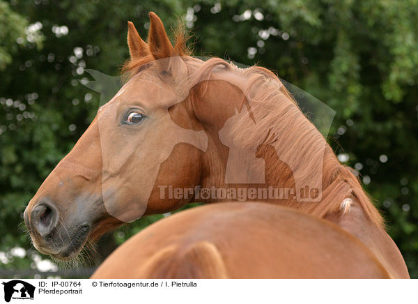 Pferdeportrait / horsehead / IP-00764