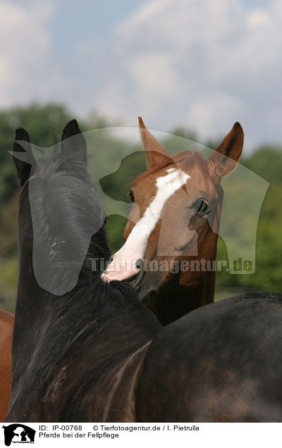 Pferde bei der Fellpflege / cleaning horses / IP-00768
