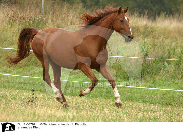 rennendes Pferd / running horse / IP-00799