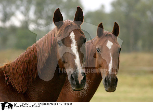 Zwei Pferde im Portrait / two horses / IP-00801