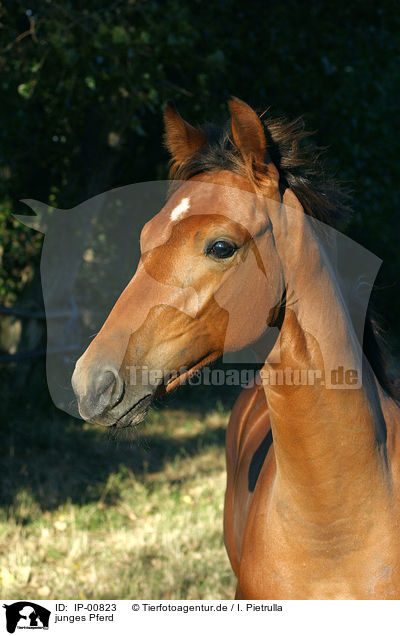 junges Pferd / young horse / IP-00823