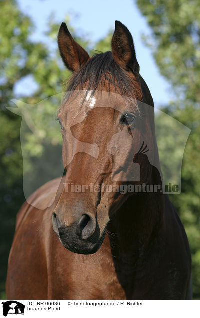 braunes Pferd / brown horse / RR-06036