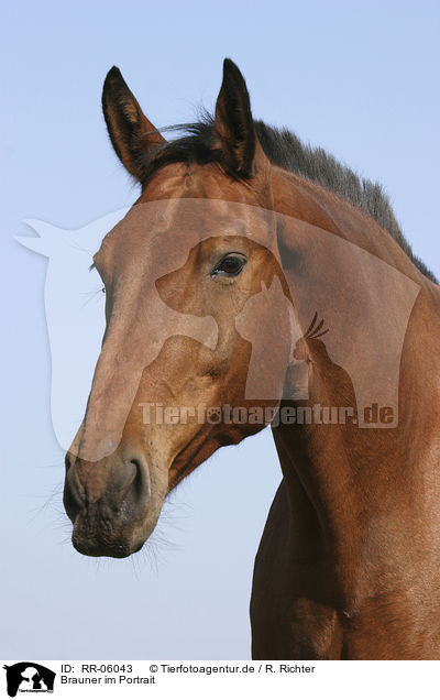 Brauner im Portrait / brown horse / RR-06043