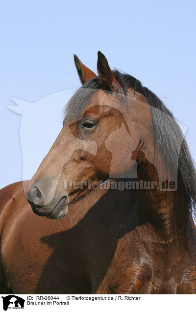 Brauner im Portrait / brown horse / RR-06044
