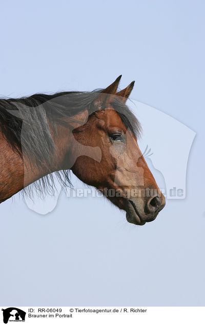Brauner im Portrait / brown horse / RR-06049