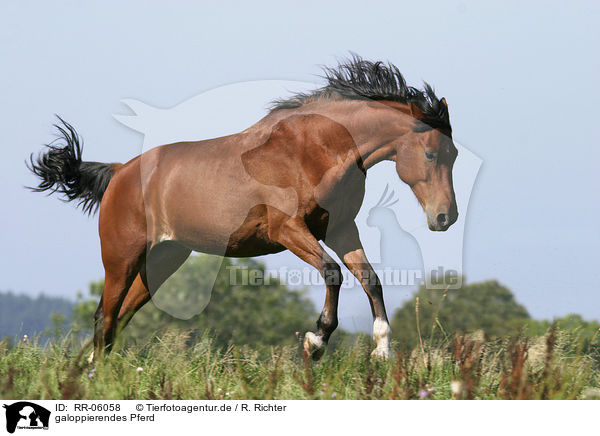 galoppierendes Pferd / running horse / RR-06058