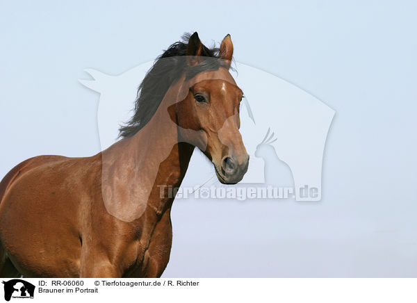 Brauner im Portrait / brown horse / RR-06060