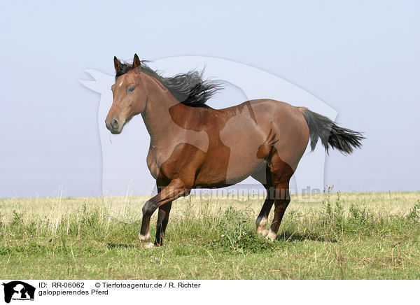 galoppierendes Pferd / running horse / RR-06062