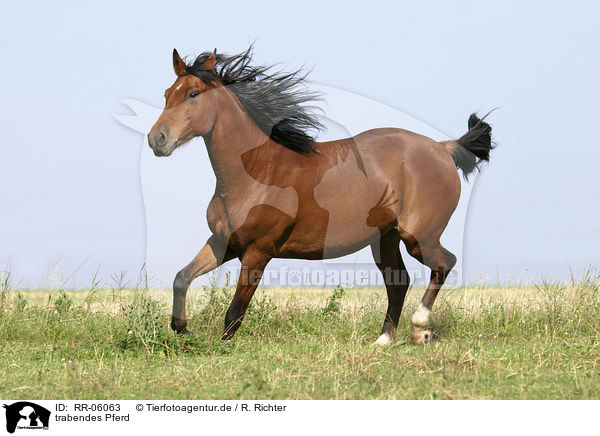 trabendes Pferd / running horse / RR-06063