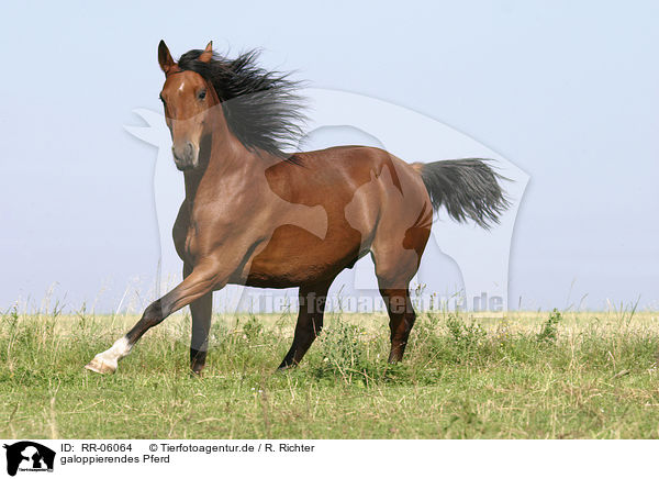 galoppierendes Pferd / running horse / RR-06064