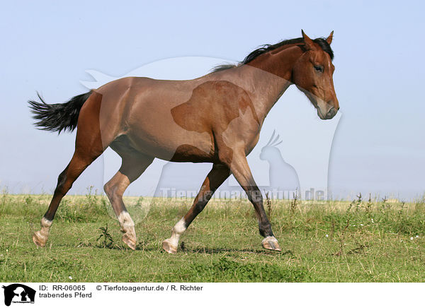 trabendes Pferd / running horse / RR-06065