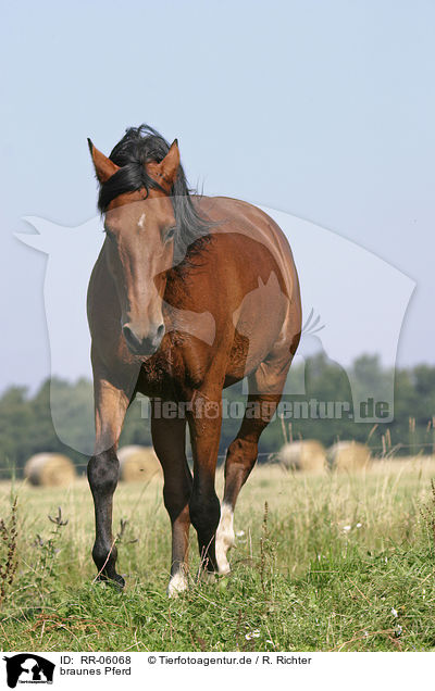 braunes Pferd / brown horse / RR-06068