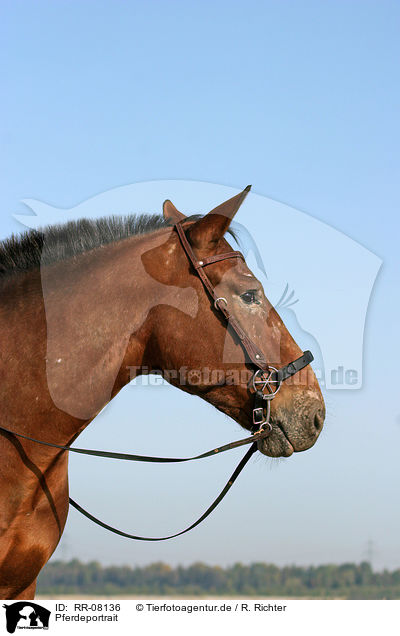 Pferdeportrait / RR-08136