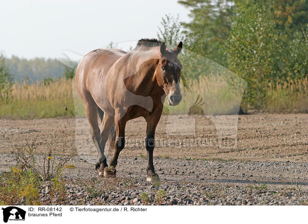 braunes Pferd / RR-08142