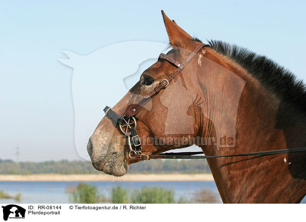 Pferdeportrait / horse head / RR-08144
