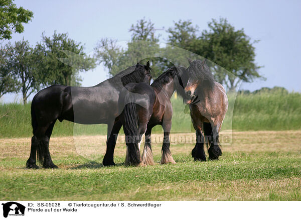 Pferde auf der Weide / horses in the meadow / SS-05038