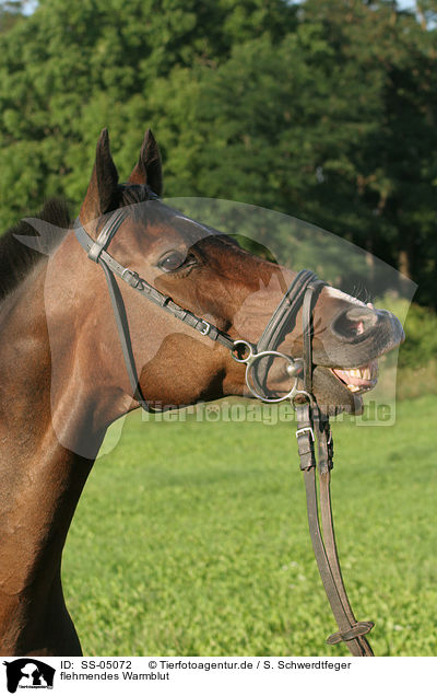 flehmendes Warmblut / flehming warmblood / SS-05072