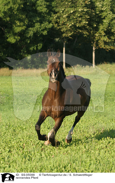 rennendes Pferd / running horse / SS-05088