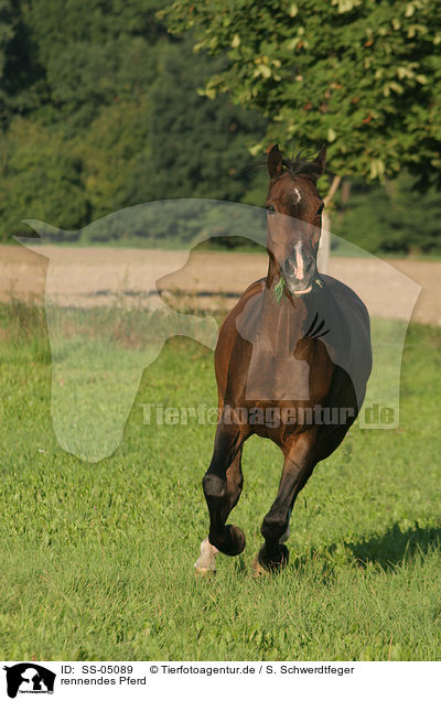 rennendes Pferd / running horse / SS-05089