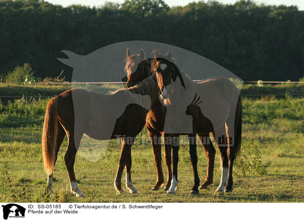 Pferde auf der Weide / horses in the meadow / SS-05185
