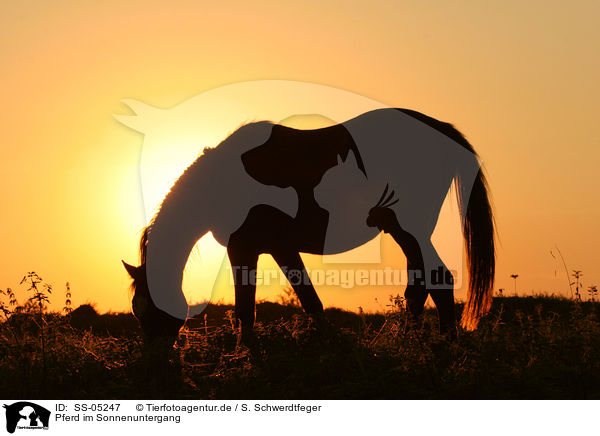 Pferd im Sonnenuntergang / horse in sundown / SS-05247