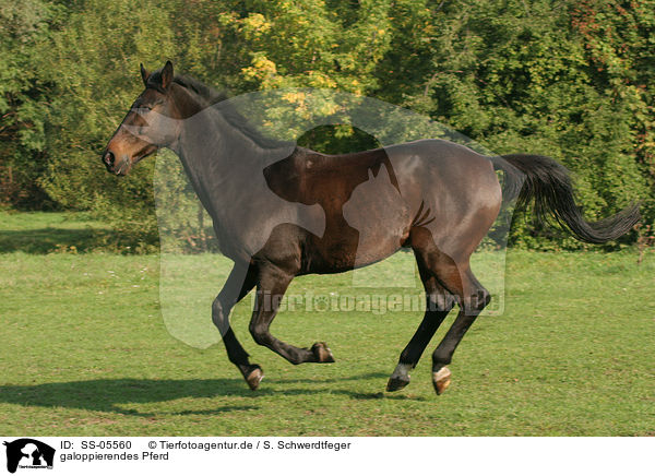 galoppierendes Pferd / running horse / SS-05560