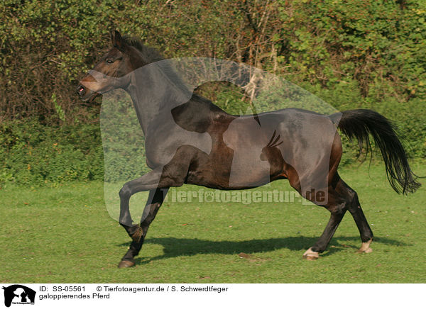 galoppierendes Pferd / SS-05561