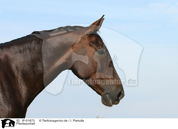 Pferdeportrait / horsehead / IP-01673
