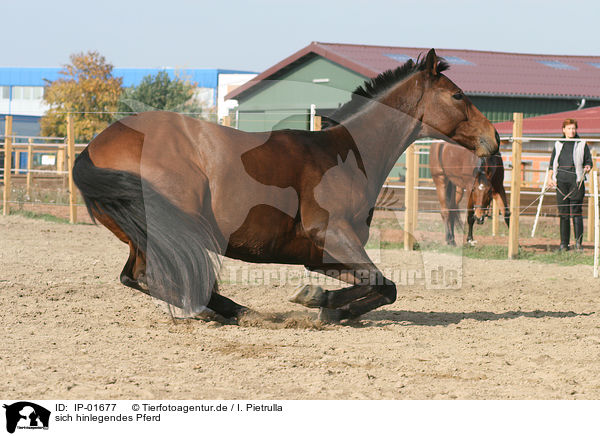 sich hinlegendes Pferd / lay down / IP-01677