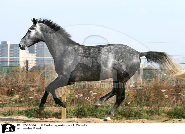 rennendes Pferd / running horse / IP-01684