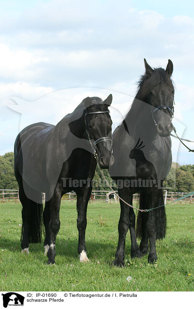schwarze Pferde / black horses / IP-01690